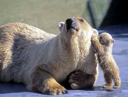 rendez-vous avec l'ours polaire