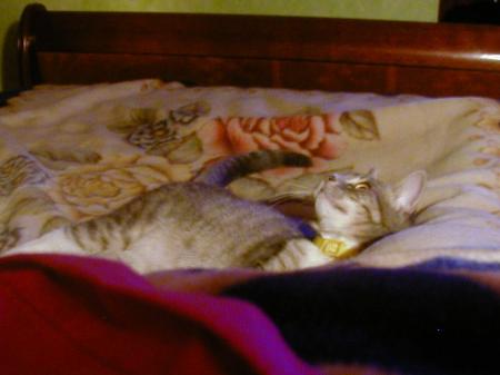 moi juliette sur le dodo de ma mamie (trop confortable la couverture)