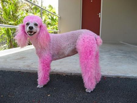 une americaine condann� a payer 750euro pour avoir teint son chien en rose 