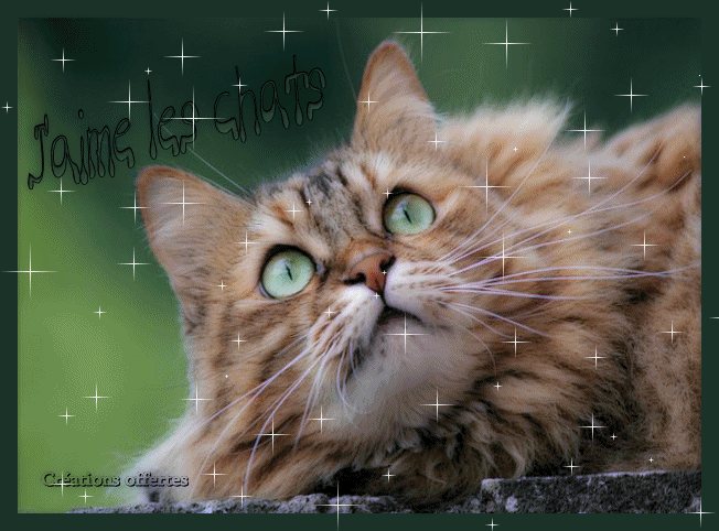 petit chat tendre j'adore trop mignon cette video