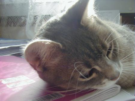 coup Entretien du chat ou du b�b� chat