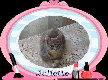 notre Juliette a ete steriliser par la spa du havre et puc�  