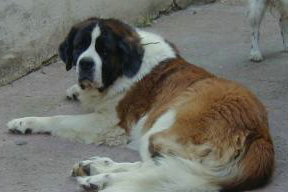 notre D�esse un amour de chien