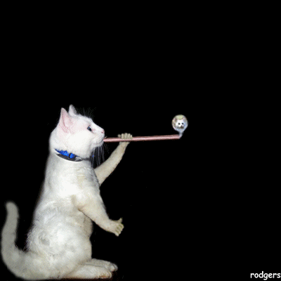 Canabis a disparue depuis une semaine son maitre la cherche partout 