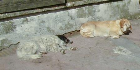 Lady labrador (15ans) et noel (13ans )