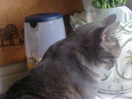 quelques photos de notre Juliette