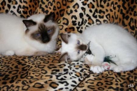 mes deux chouchou du skyblog berlioz-le-chat  ♥♥♥ Berlioz & Janie ♥♥♥