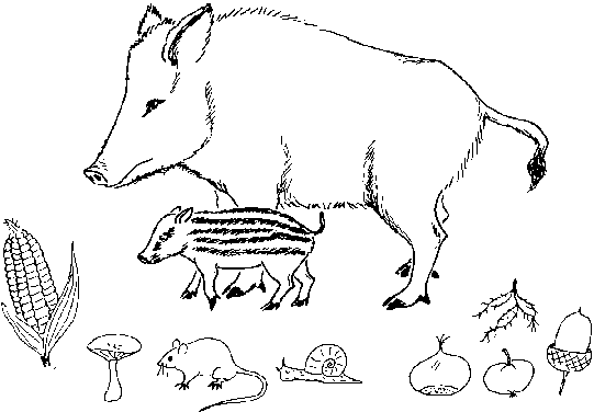 1er article sur les animaux de la foret 