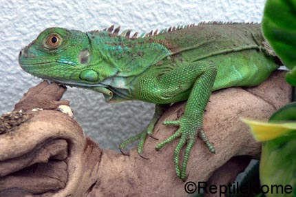 iguane ::Iguana iguana