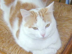 notre melody adopter a la shpa du havre 