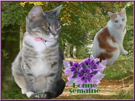 un petit slide avec mes chatmours et une vid�o de ma Juliette