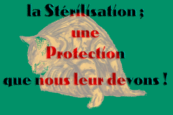 la sterelisation du chat ou de la chatte 