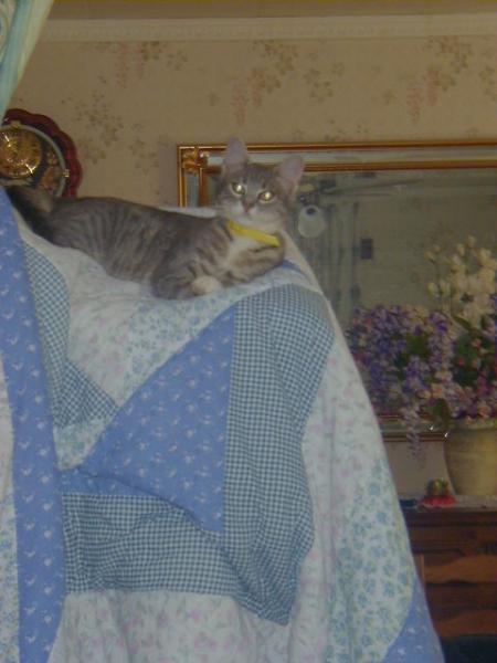 chalut j'ai trouver une nouvelle place pour faire la sieste sur etente a linge de mamie  sur la belle couette qu'elle vient de laver 