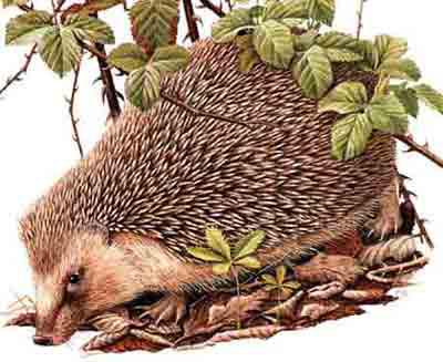 le h�risson .c'est trop mihgnon