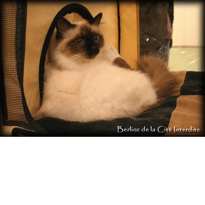 berlioz le-chat-de-la cit�-interdite une merveille de chat mon chouchou depuis plusieurs mois