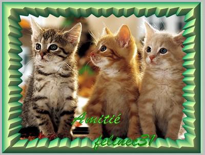 merci felinementvotre1.skyblog.com pour cette super creation de notre juliette et la superbe creation de felinec31.vip-blog.com     