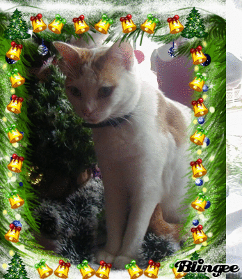 notre jolie Melody une vraie lady cette demoiselle