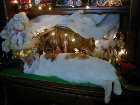 Notre jolie M�lody le 25 decembre 2007